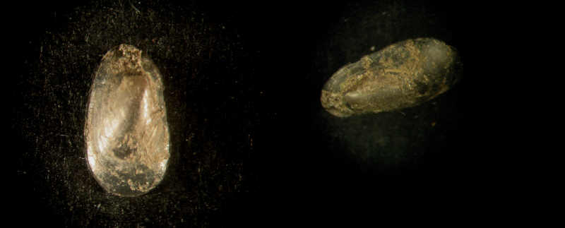 Acroloxus lacustris  ( Linnaeus , 1758 )